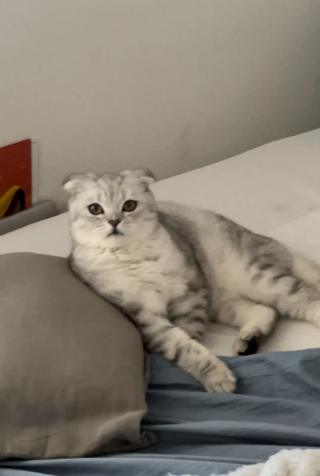 Lost cat in Reseda, CA, 91335