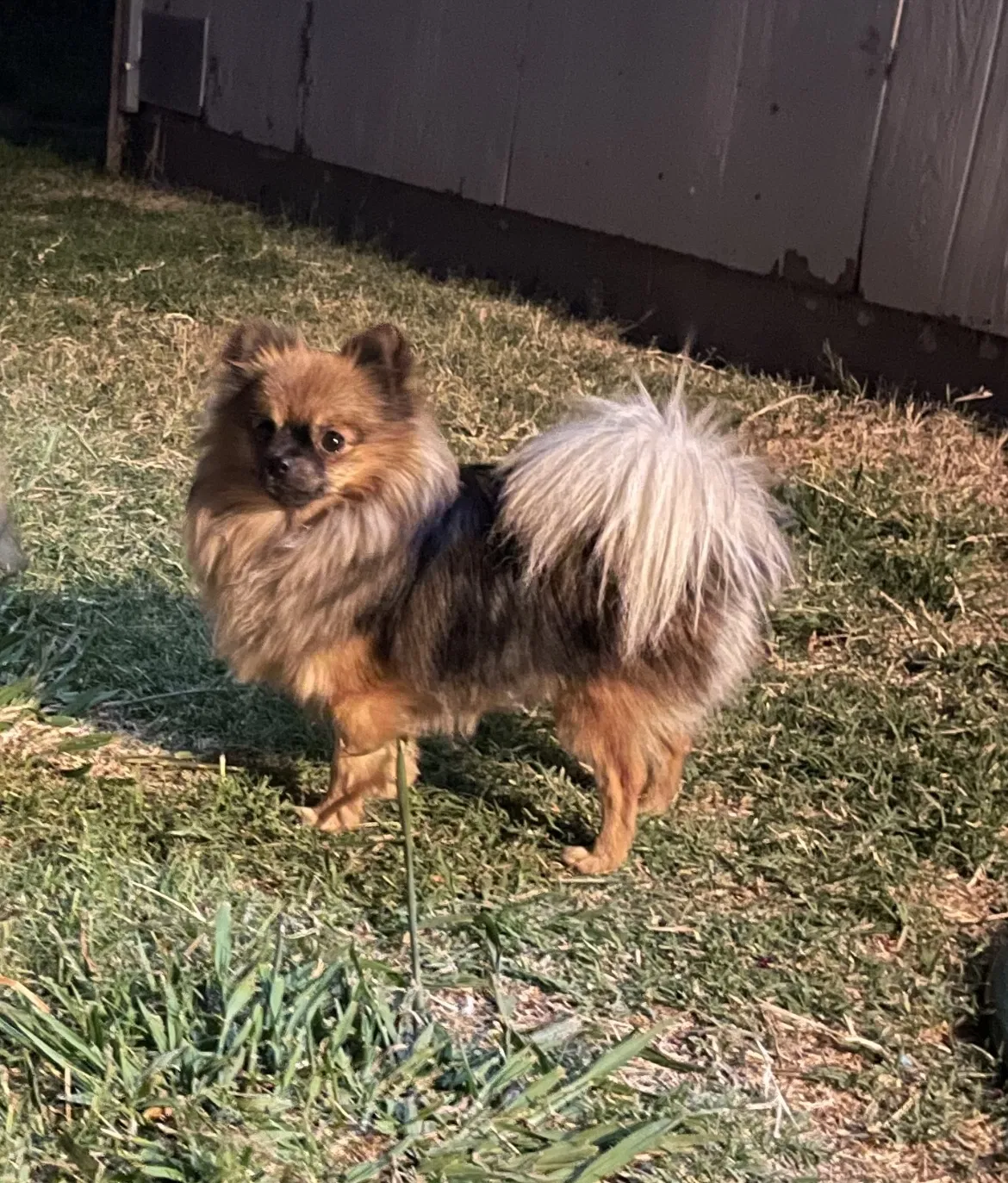 Lost dog in Roseville, CA, 95678