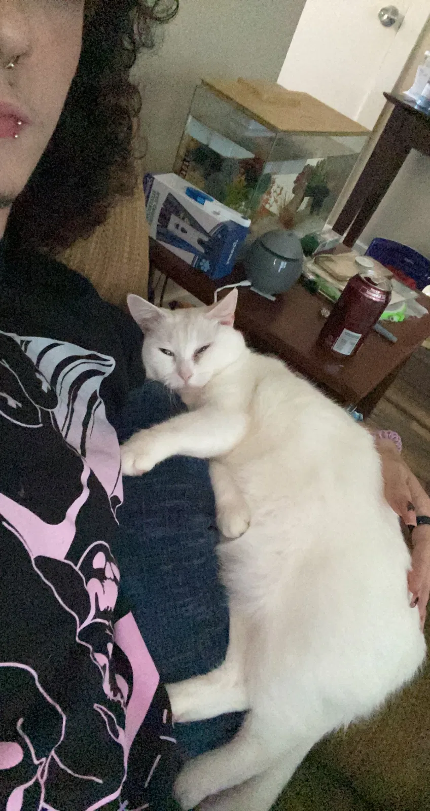 Lost cat in Conroe, TX, 77301