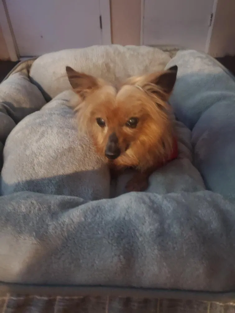 Lost dog in Chula Vista, CA, 91910