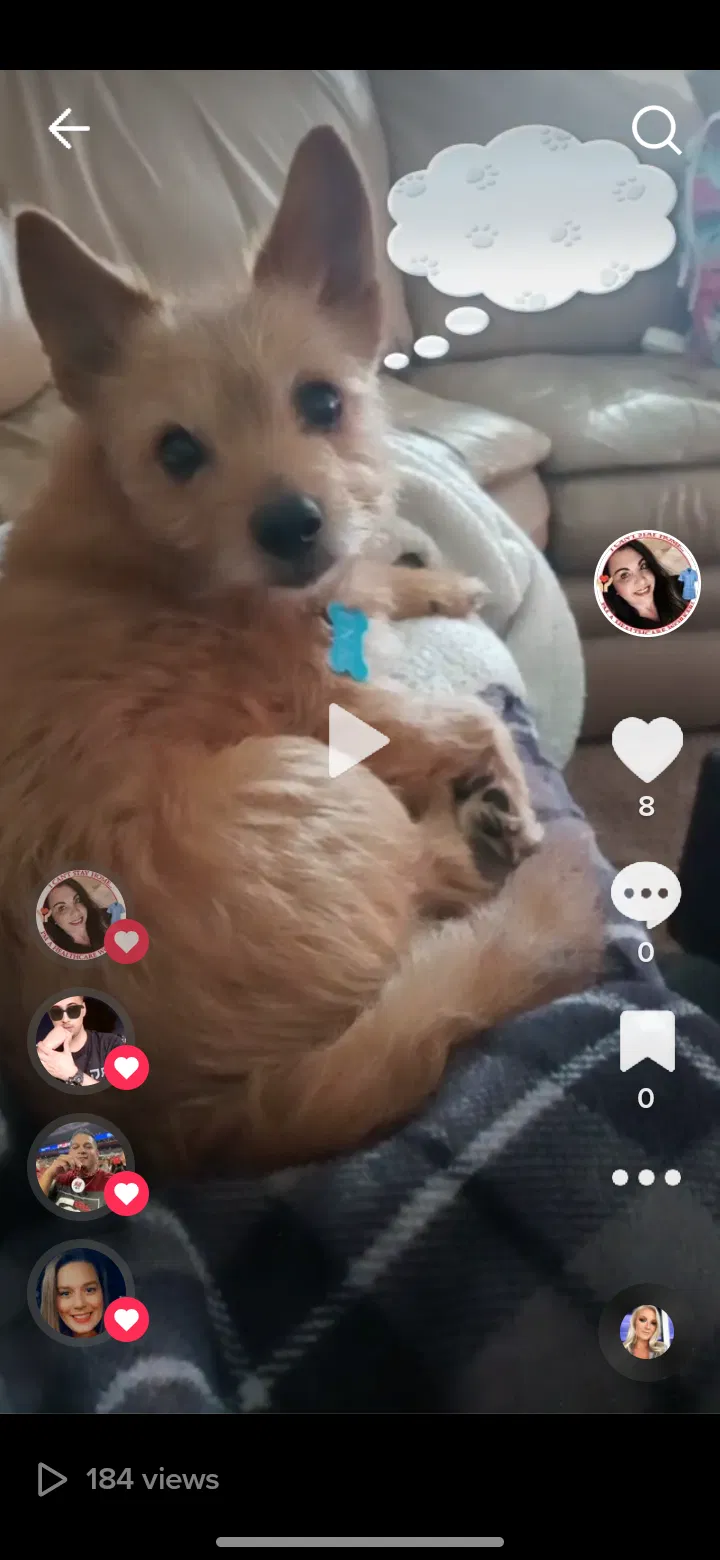 Lost dog in Dunn, NC, 28334