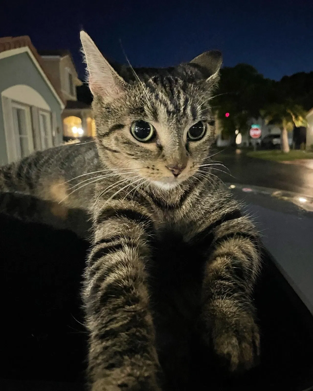 Lost cat in Miami, FL, 33196