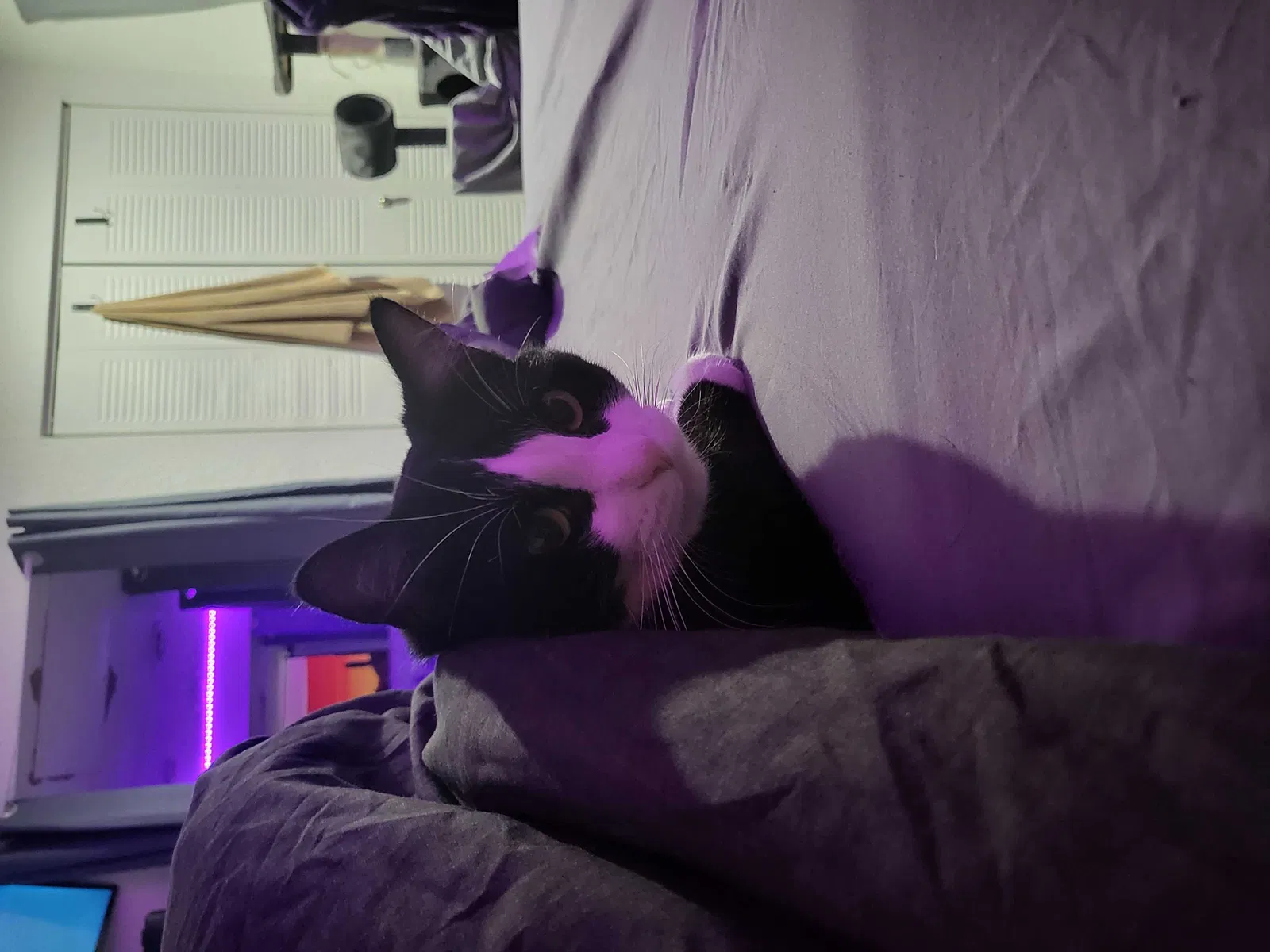 Lost cat in Lees Summit, MO, 64081