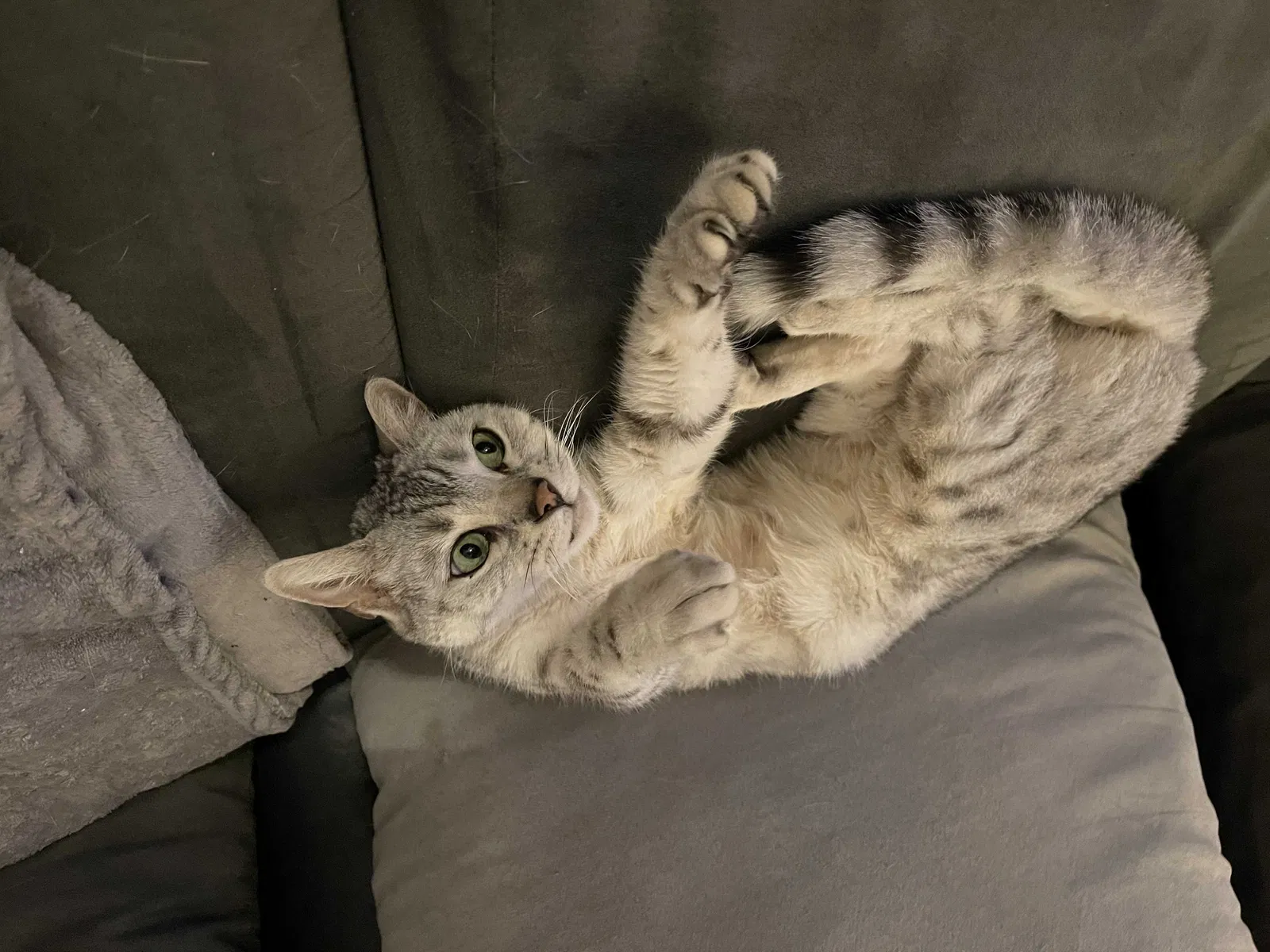 Lost cat in Oak Park, MI, 48237