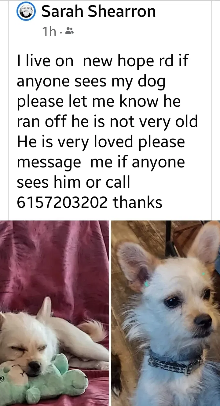 Lost dog in Joelton, TN, 37080