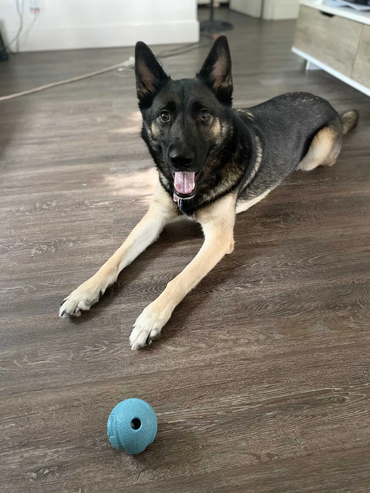 Lost dog in Grafton, WI, 53024