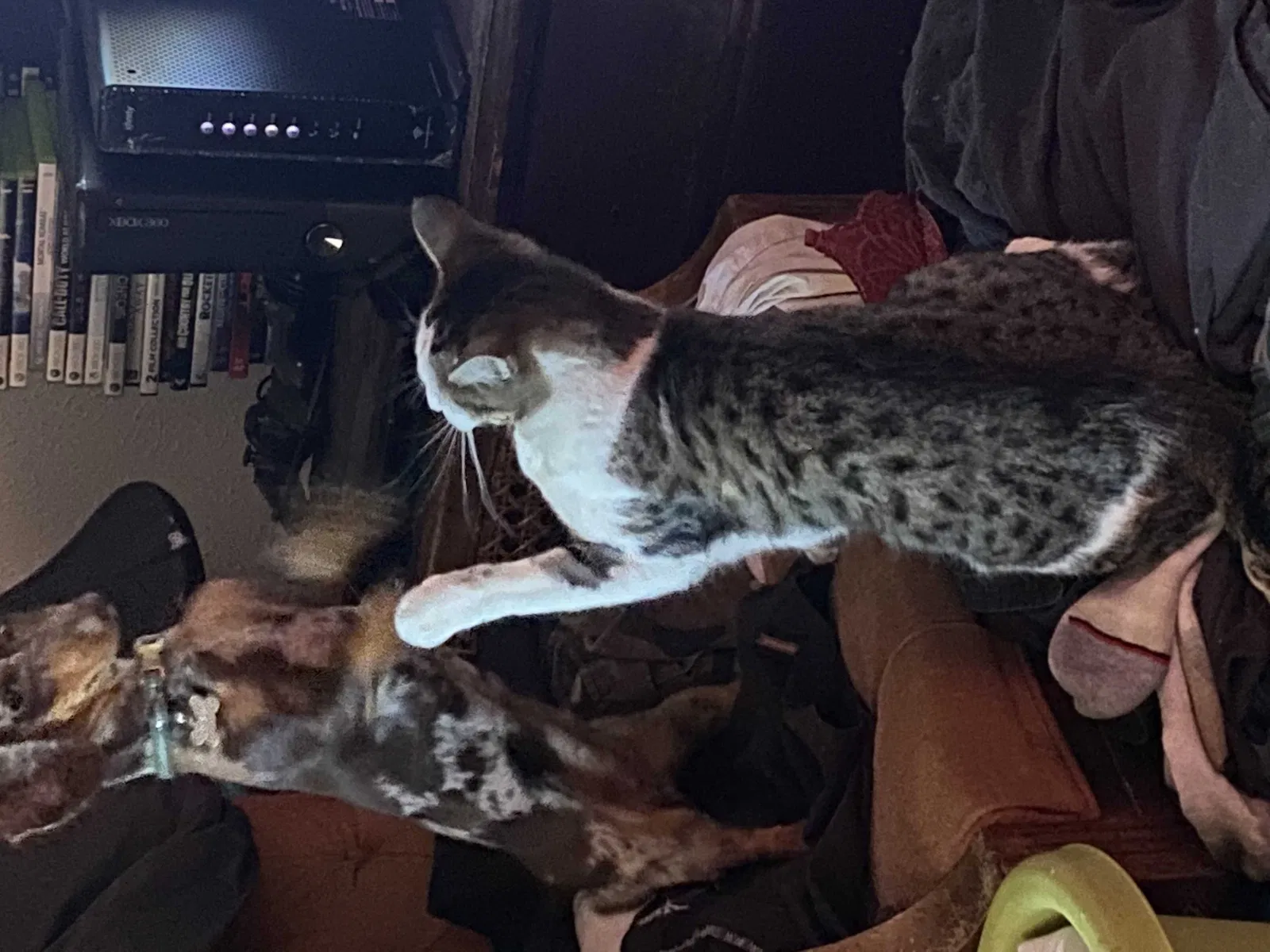Lost cat in Englewood, CO, 80110