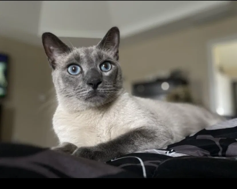 Lost cat in Fayetteville, NC, 28311