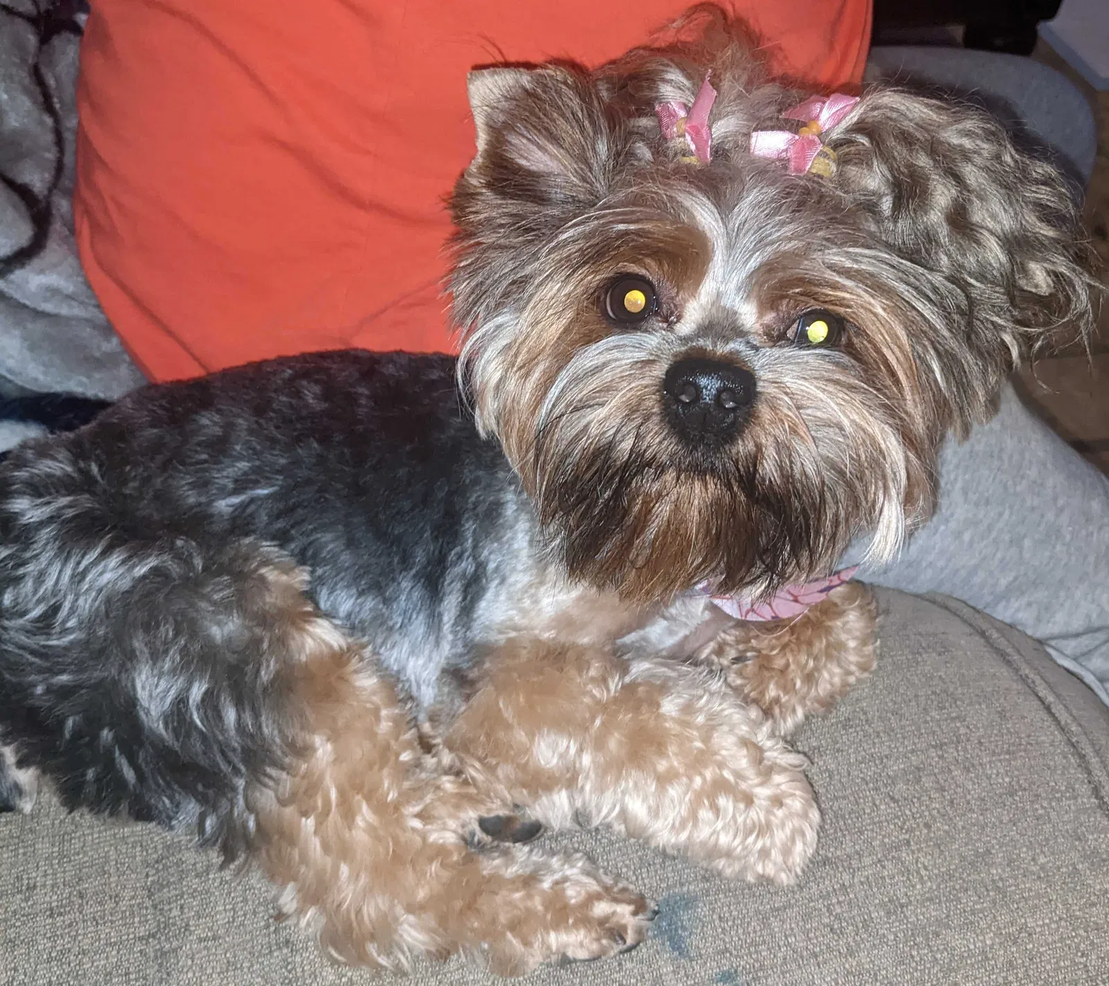 Lost dog in El Paso, TX, 79905