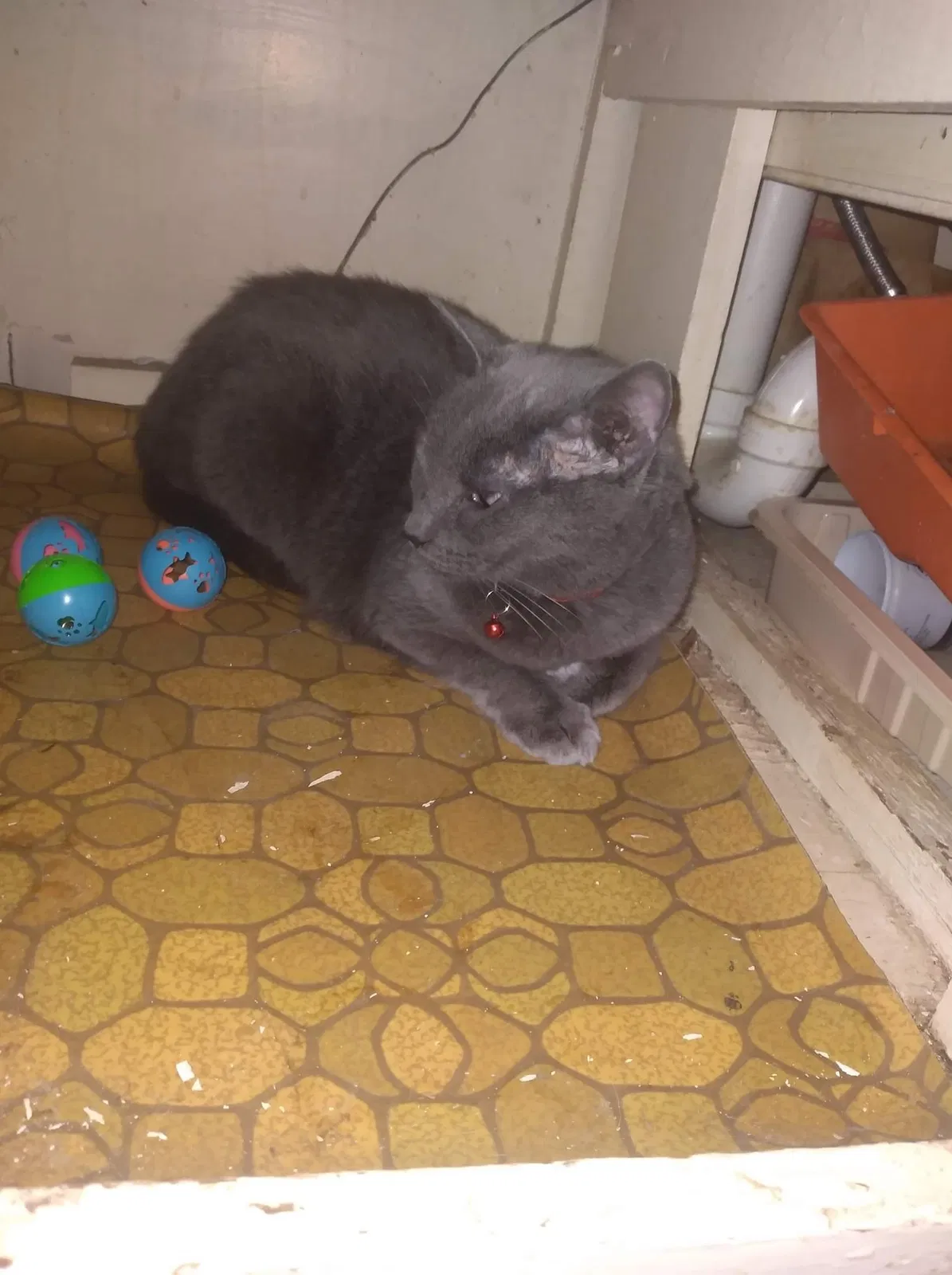 Lost cat in Athens, TN, 37303