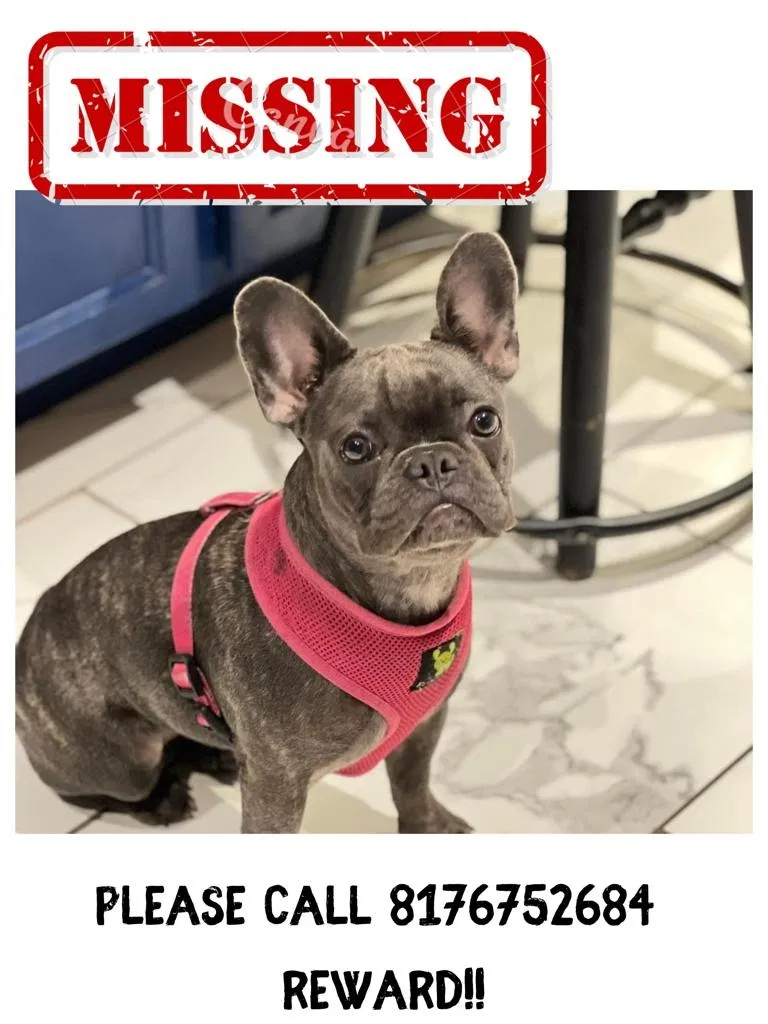 Lost dog in Arlington, TX, 76013