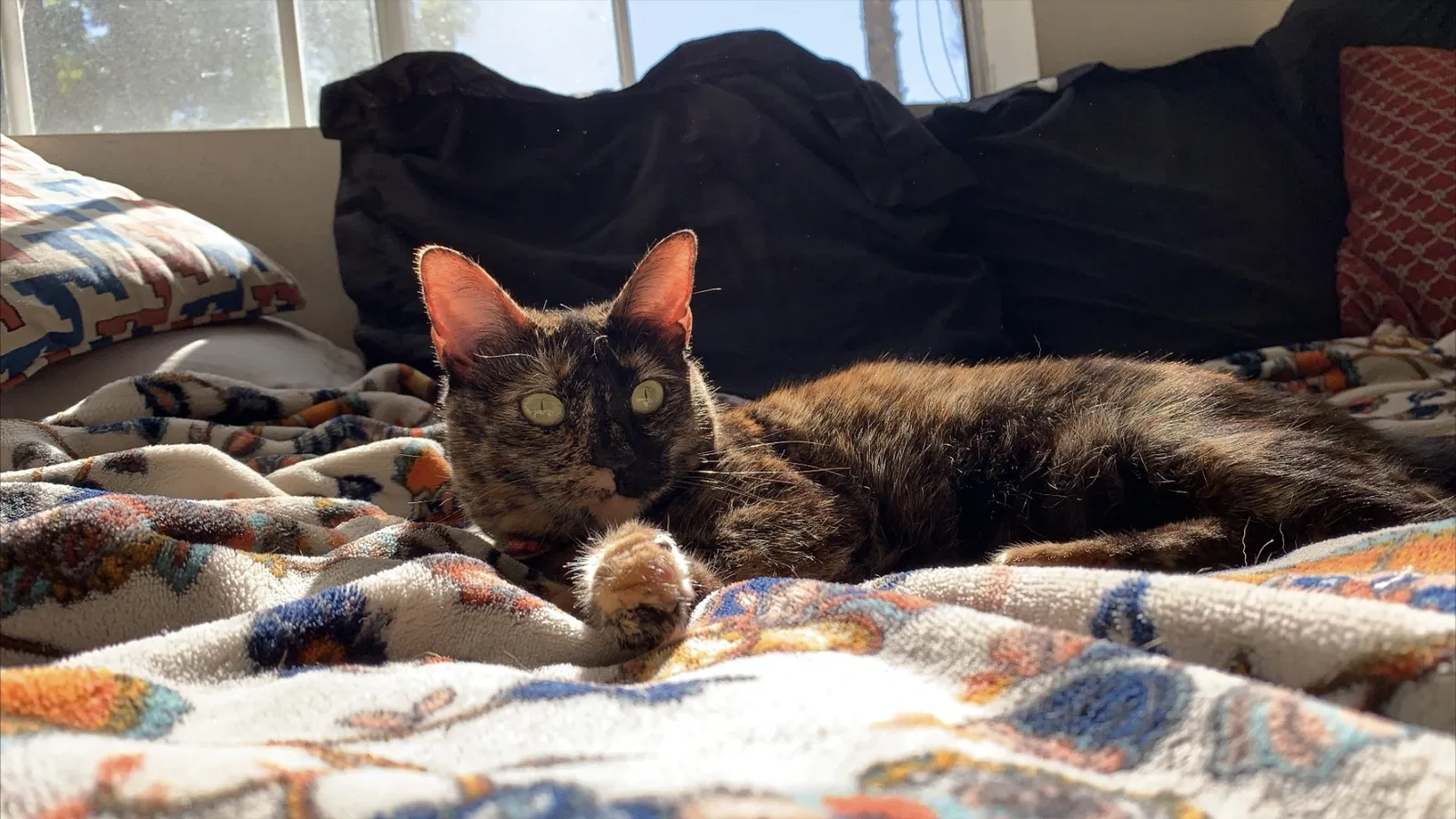 Lost cat in Moreno Valley, CA, 92555