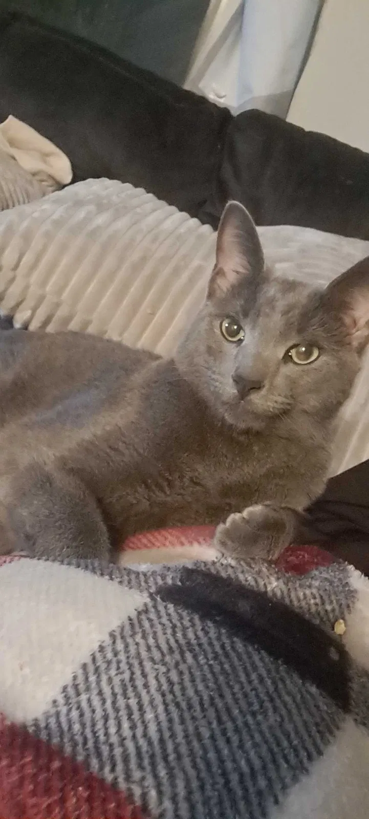 Lost cat in Cincinnati, OH, 45230