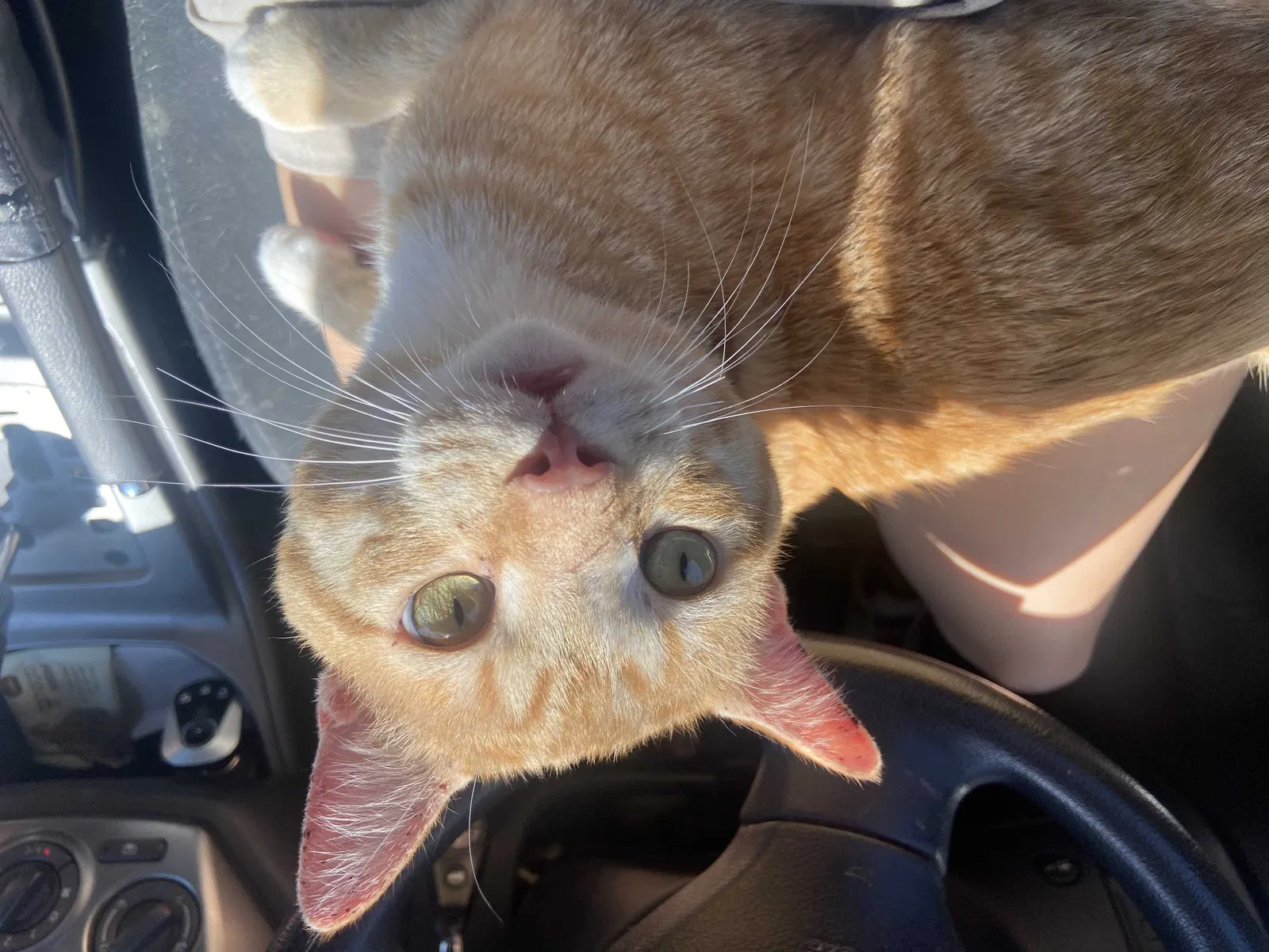 Lost cat in Albuquerque, NM, 87106