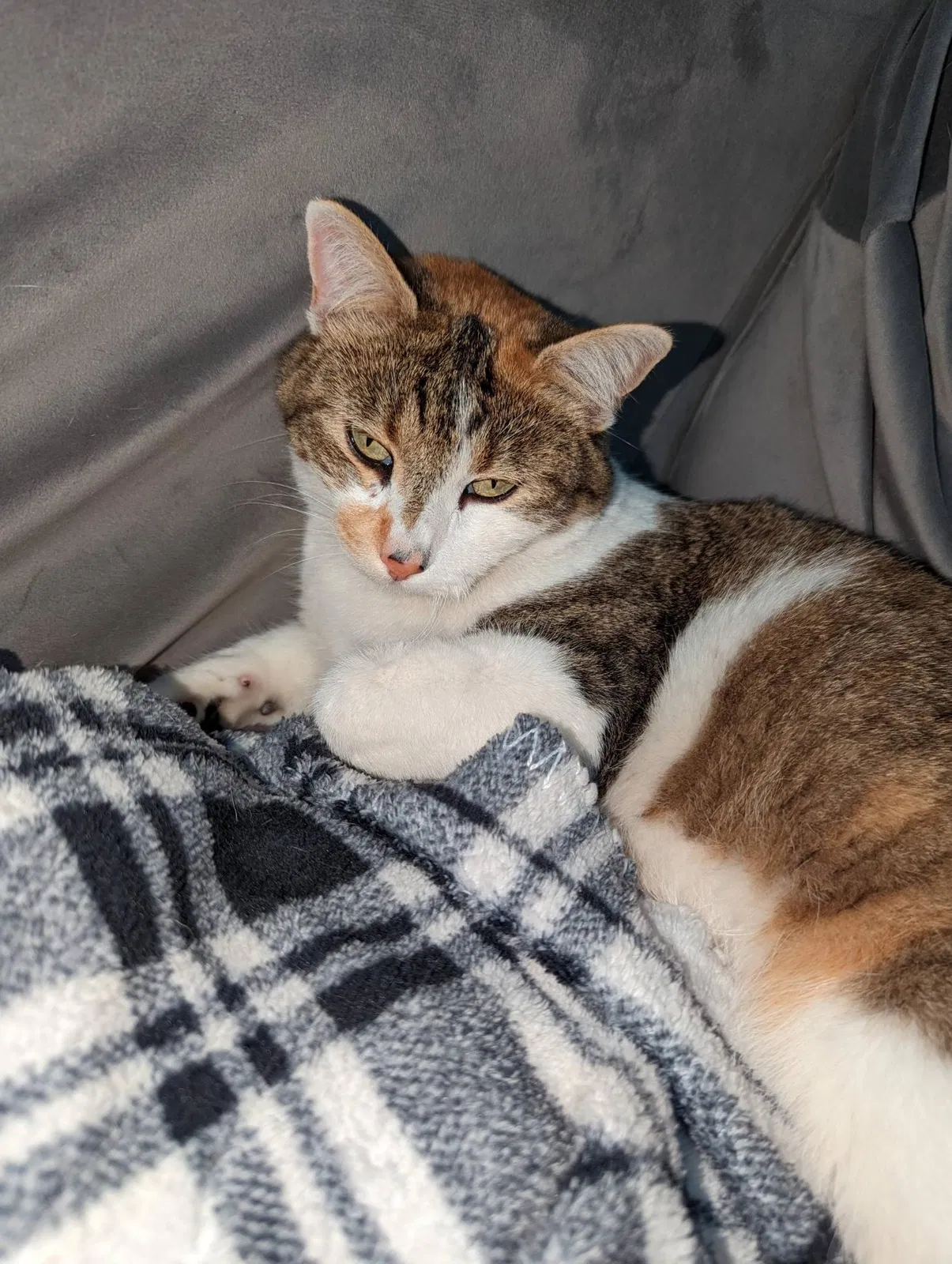 Lost cat in Las Vegas, NV, 89183