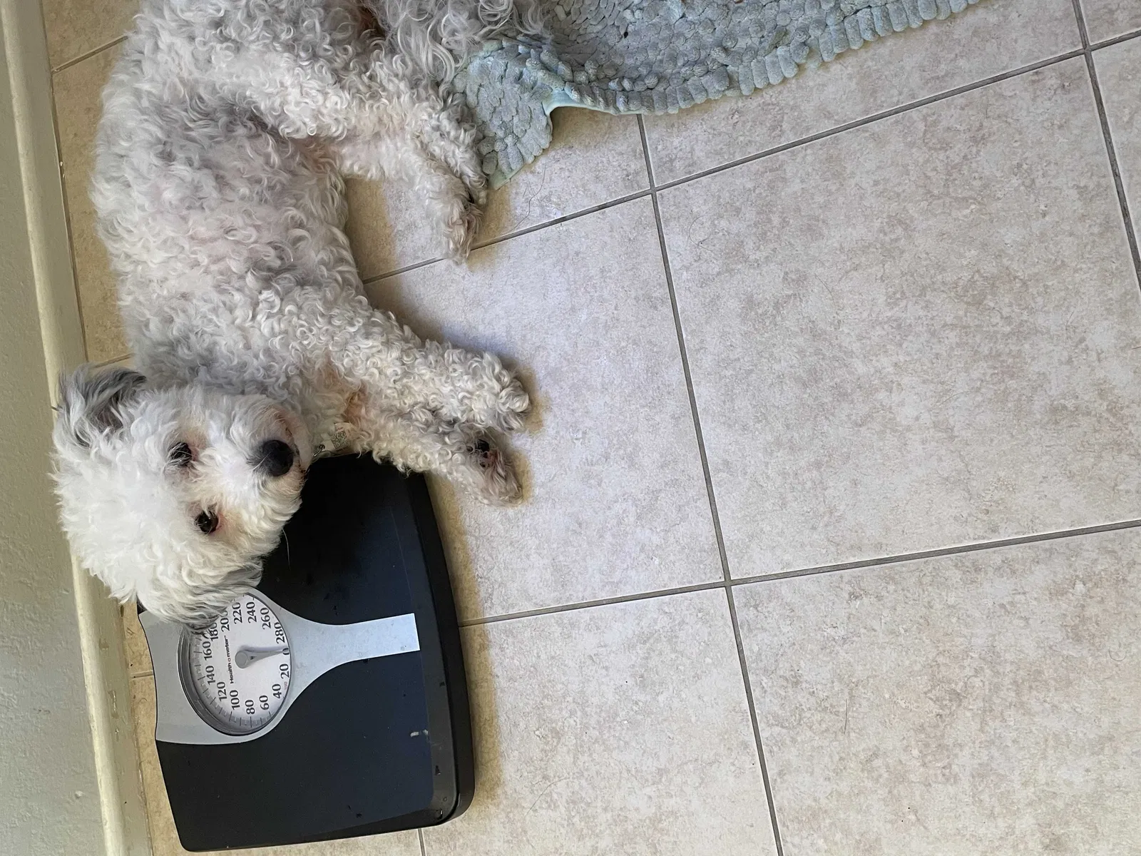 Lost dog in Murrieta, CA, 92563