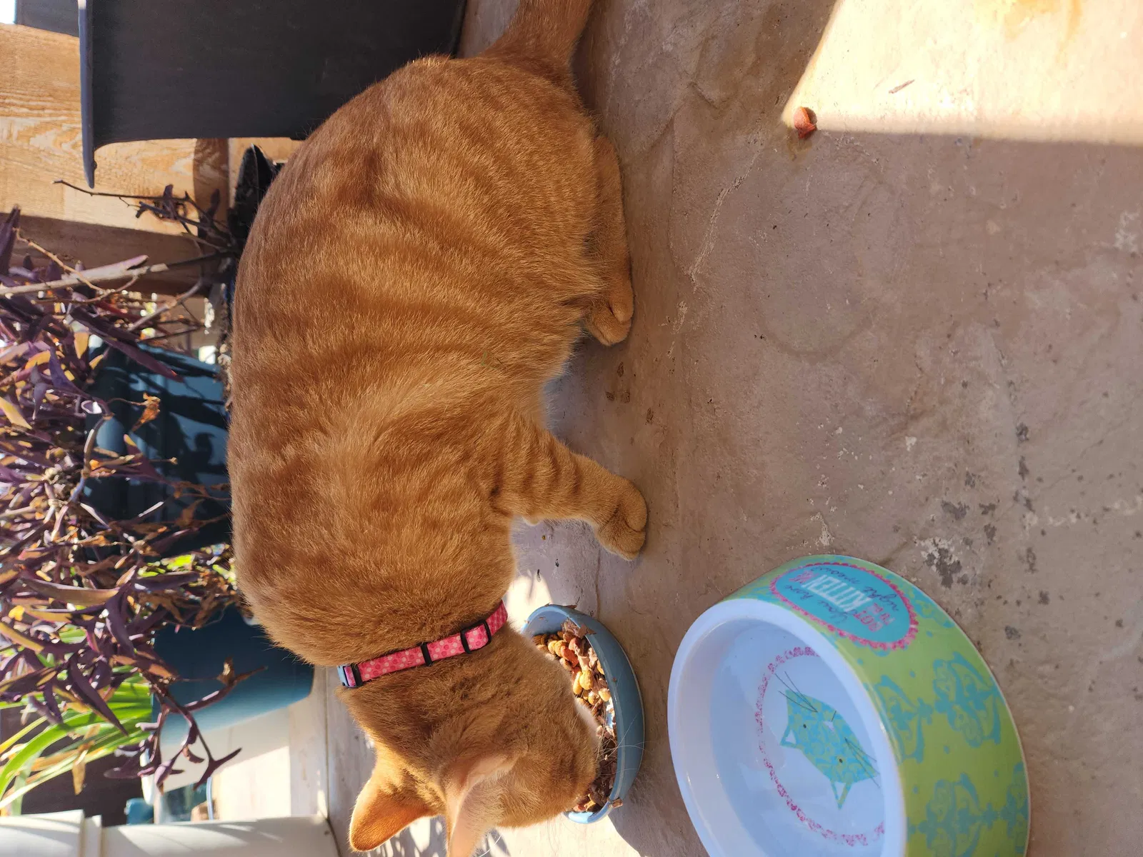 Found cat in Waxahachie, TX, 75167