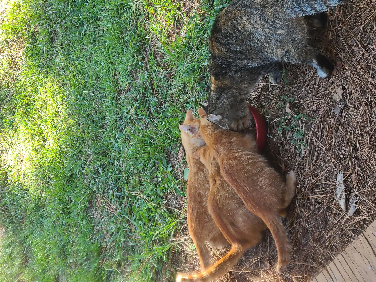 Found cat in Cleveland, TX, 77327