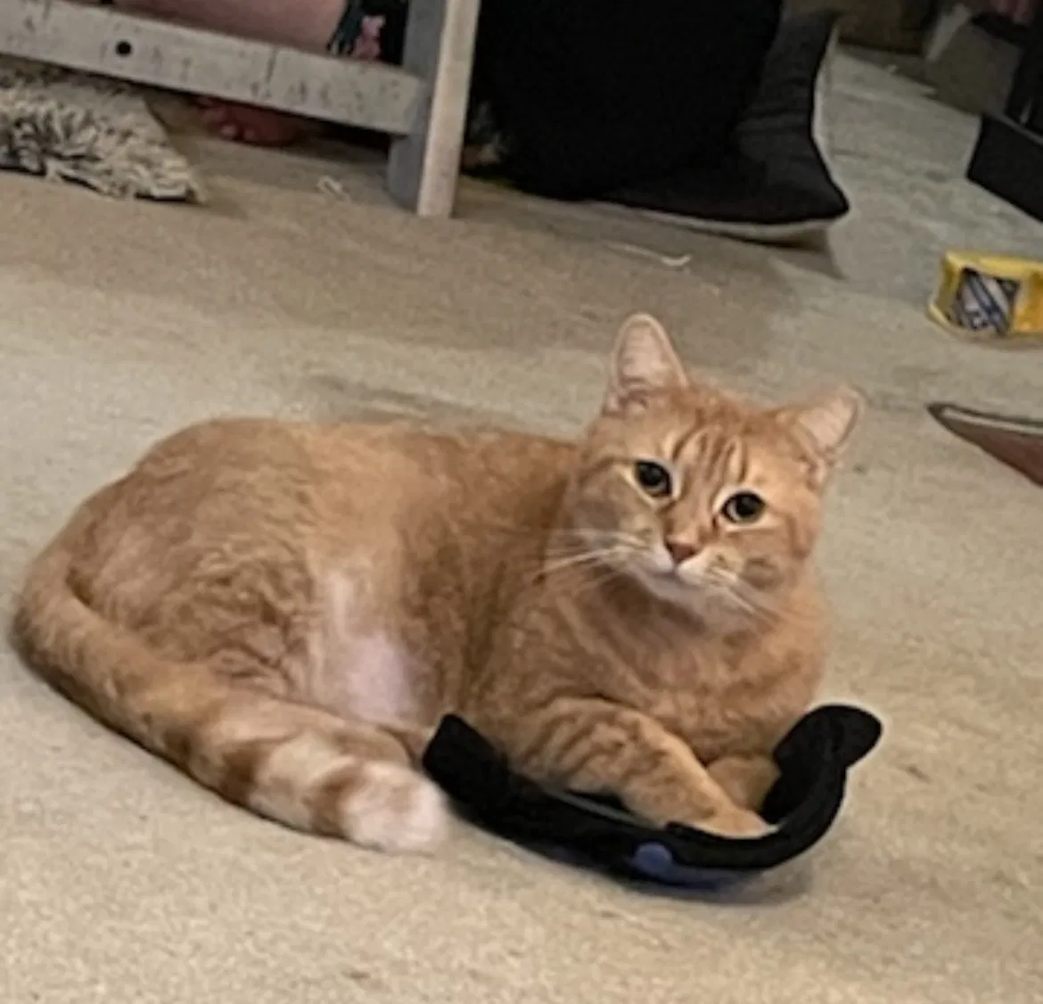 Lost cat in Maineville, OH, 45039