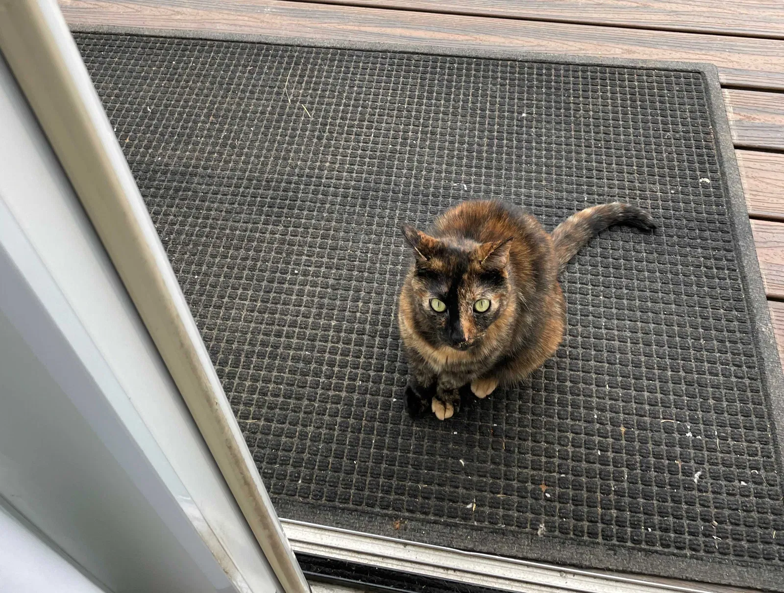 Lost cat in San Diego, CA, 92109