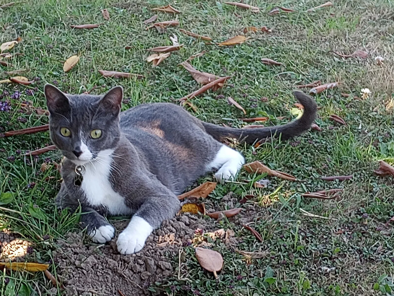 Lost cat in Salem, OR, 97317