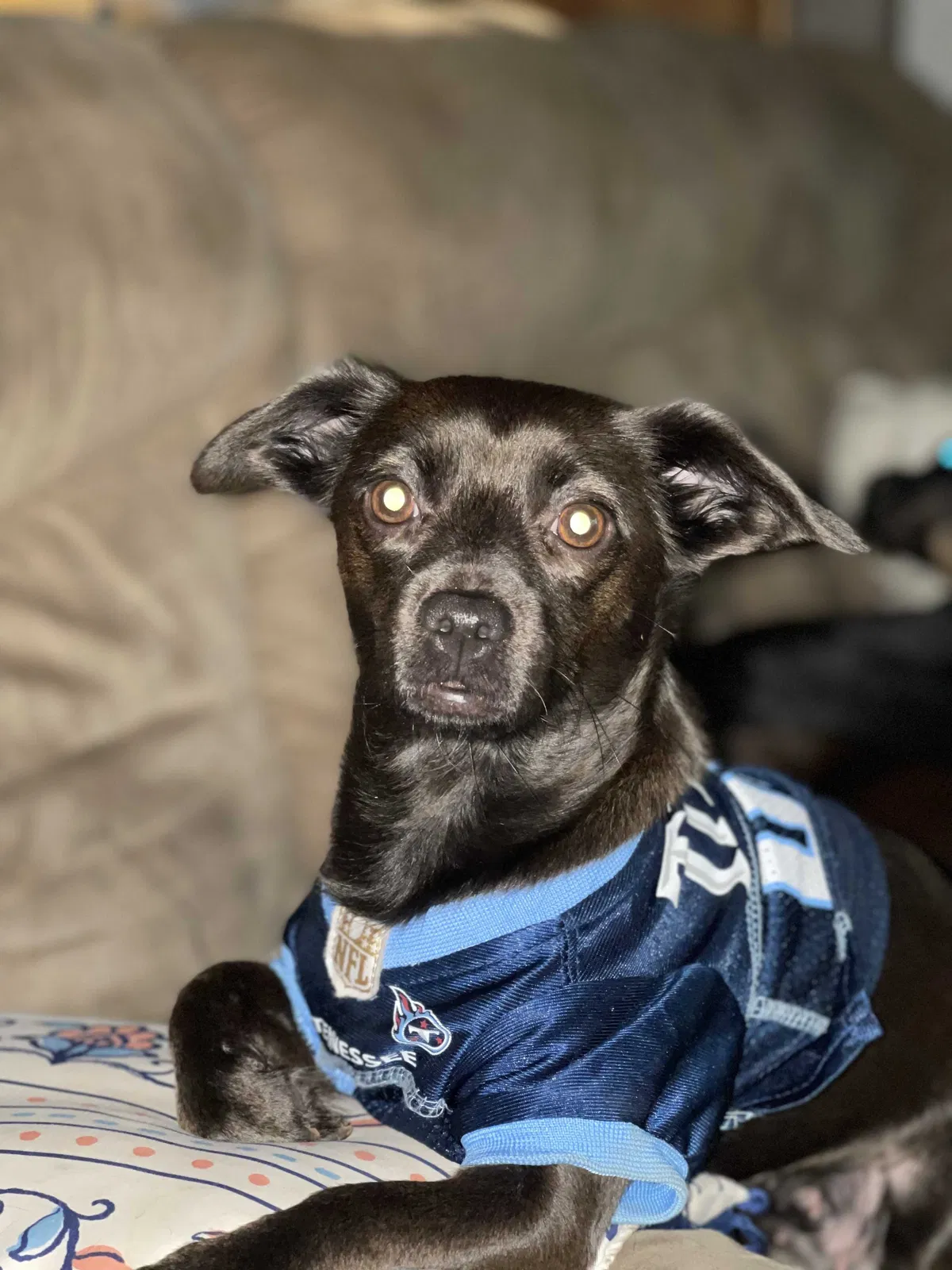 Lost dog in Springfield, MO, 65806