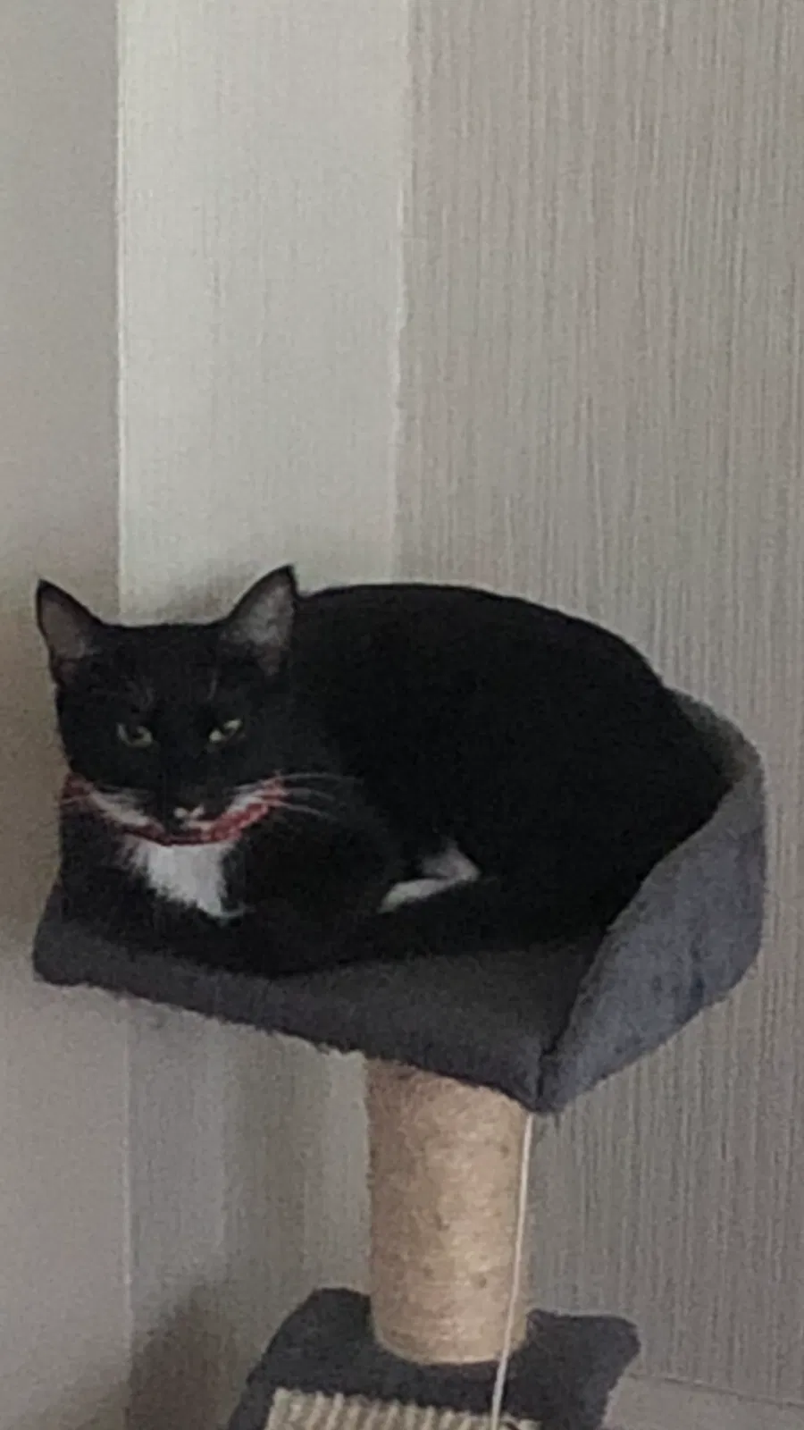 Lost cat in Petersburg, VA, 23805