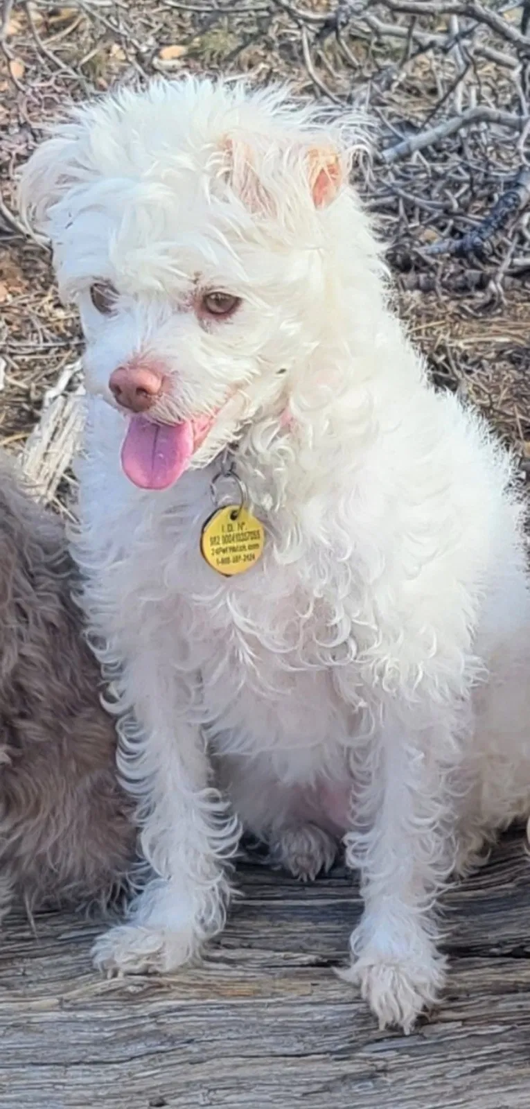 Lost dog in Unknown, CA, 0