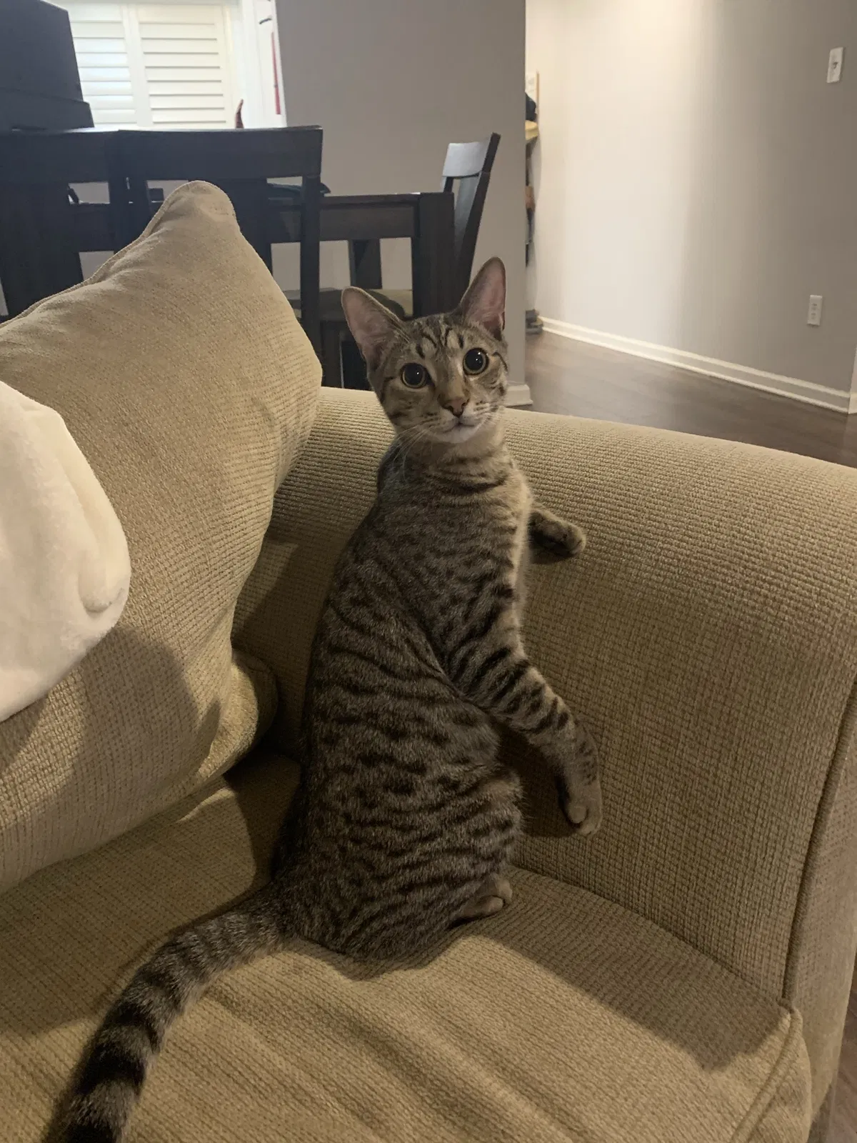 Lost cat in Sicklerville, NJ, 8081