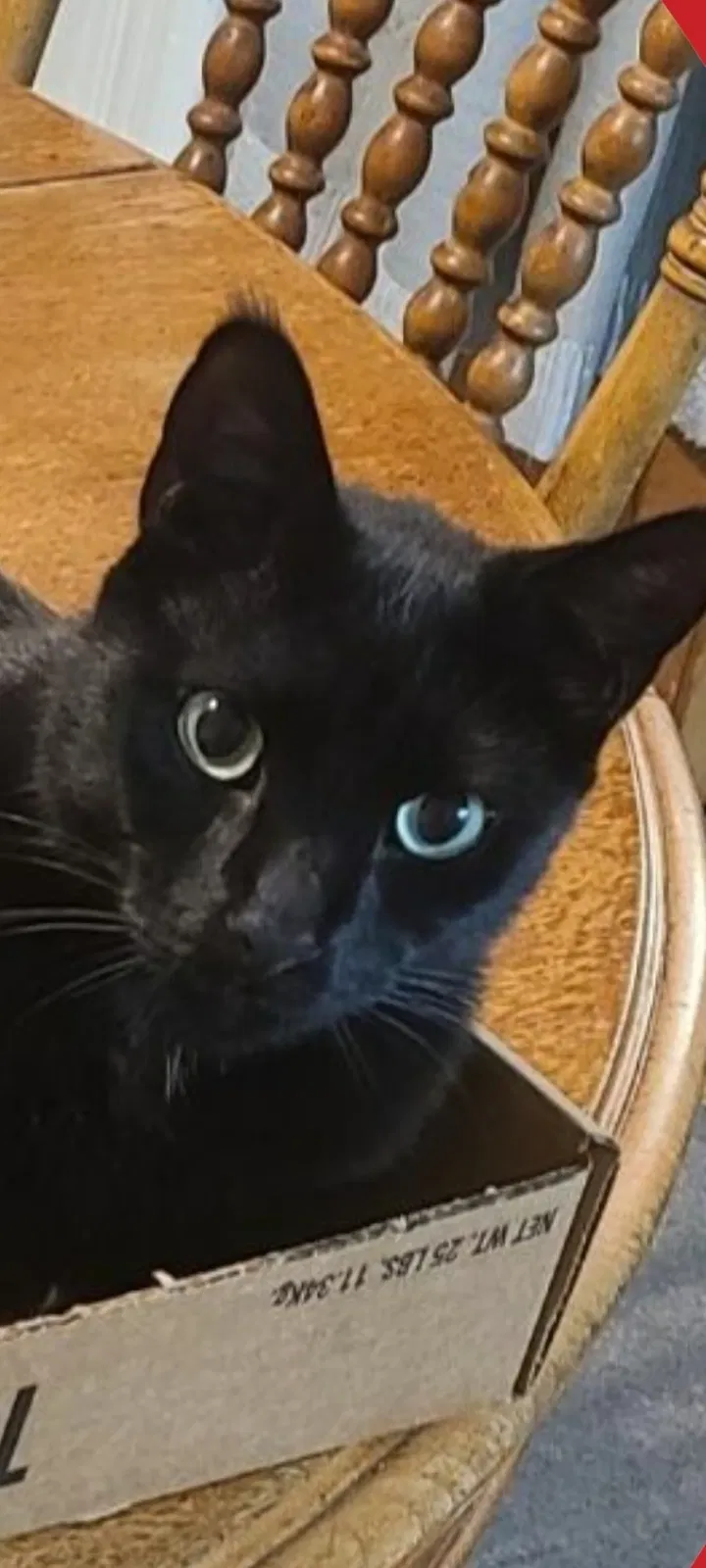 Lost cat in Slatington, PA, 18080
