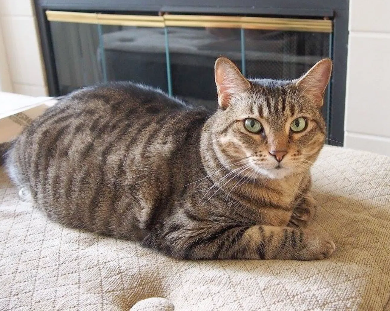 Lost cat in Del Mar, CA, 92014