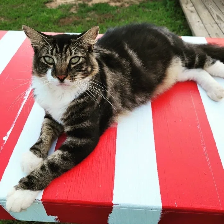 Lost cat in Summerdale, AL, 36580