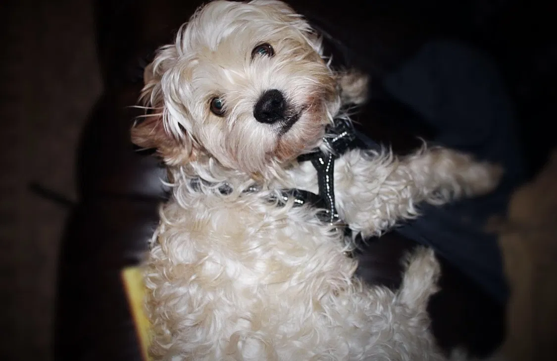 Lost dog in Guthrie, OK, 73044