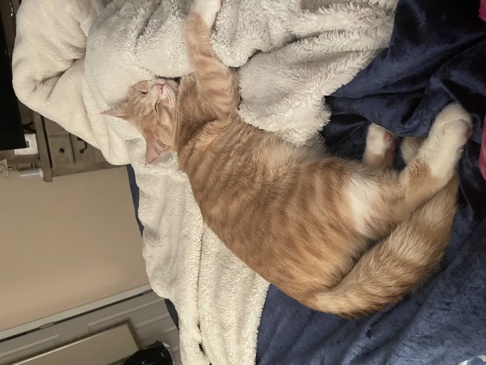 Lost cat in Saint Paul, MN, 55112