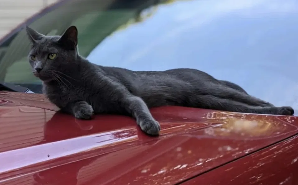 Lost cat in Kannapolis, NC, 28083