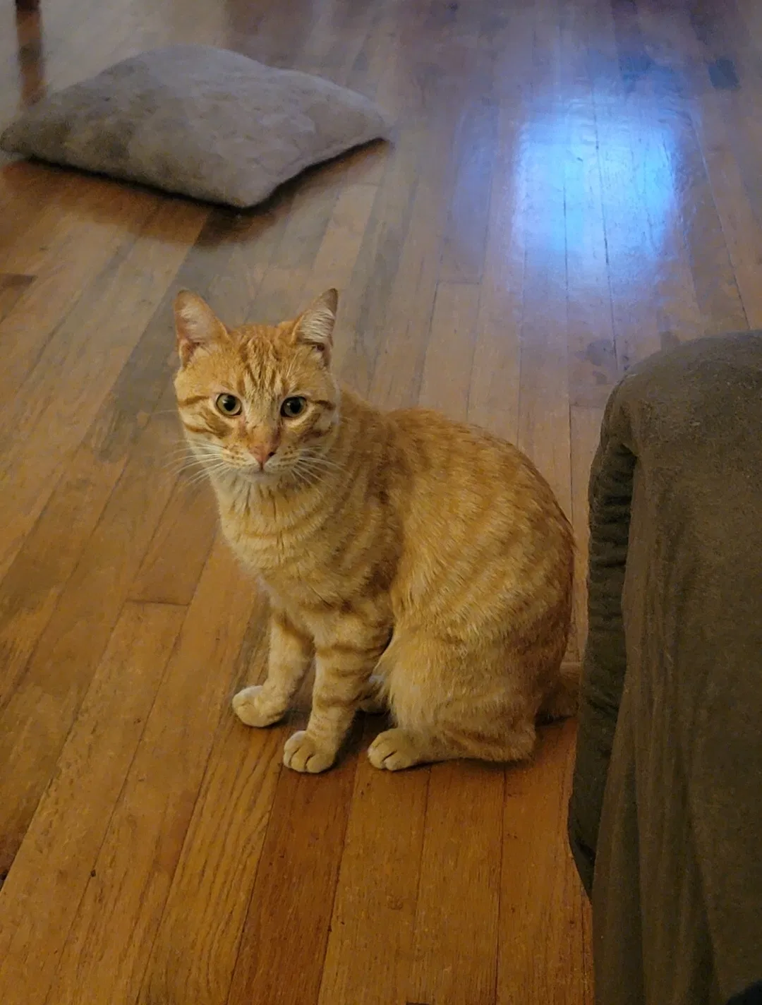 Lost cat in Springfield, MO, 65803