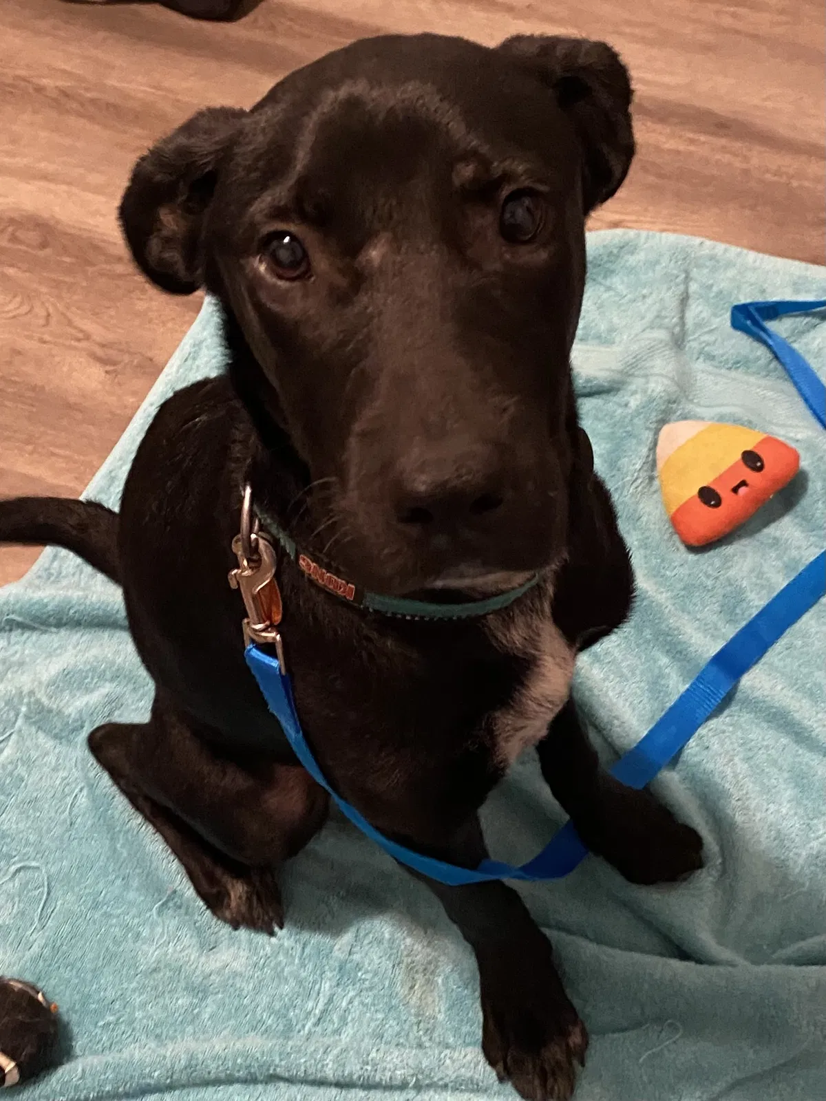 Found dog in Cleburne, TX, 76031