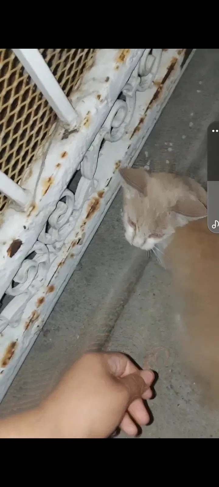 Lost cat in Unknown, CA, 902222