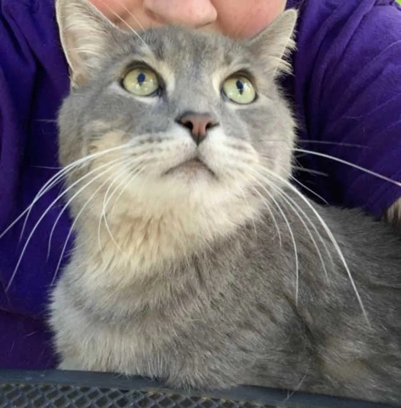 Lost cat in South Saint Paul, MN, 55075