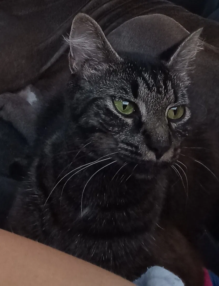 Lost cat in North Augusta, SC, 29841