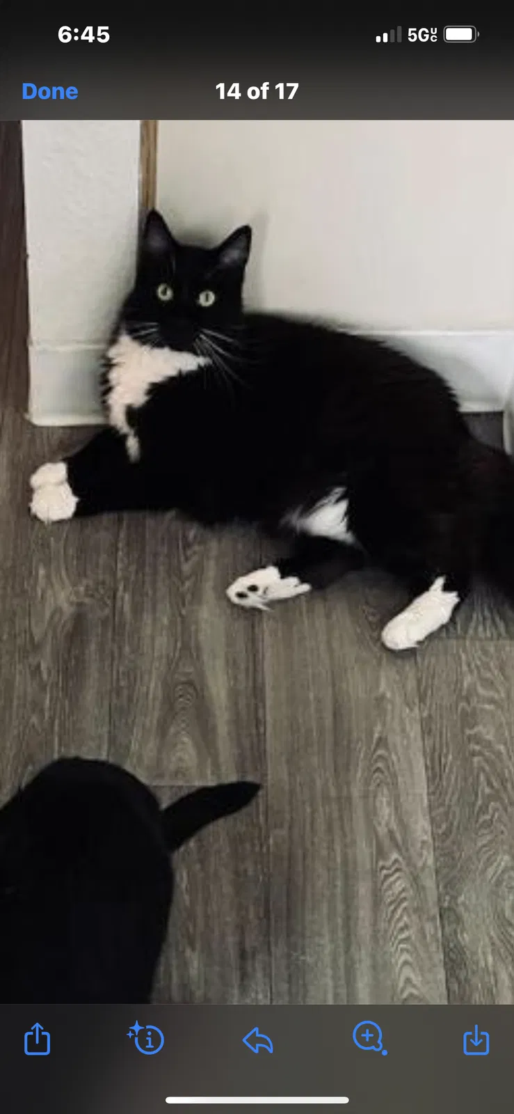 Lost cat in Portland, OR, 97203