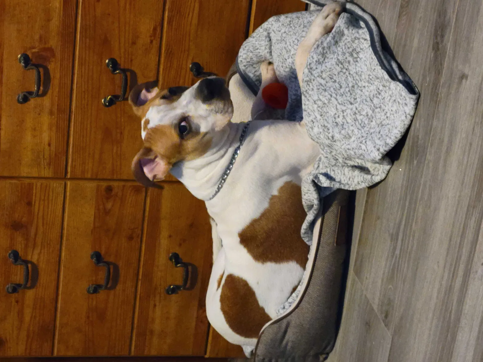 Found dog in Unknown, FL, 0