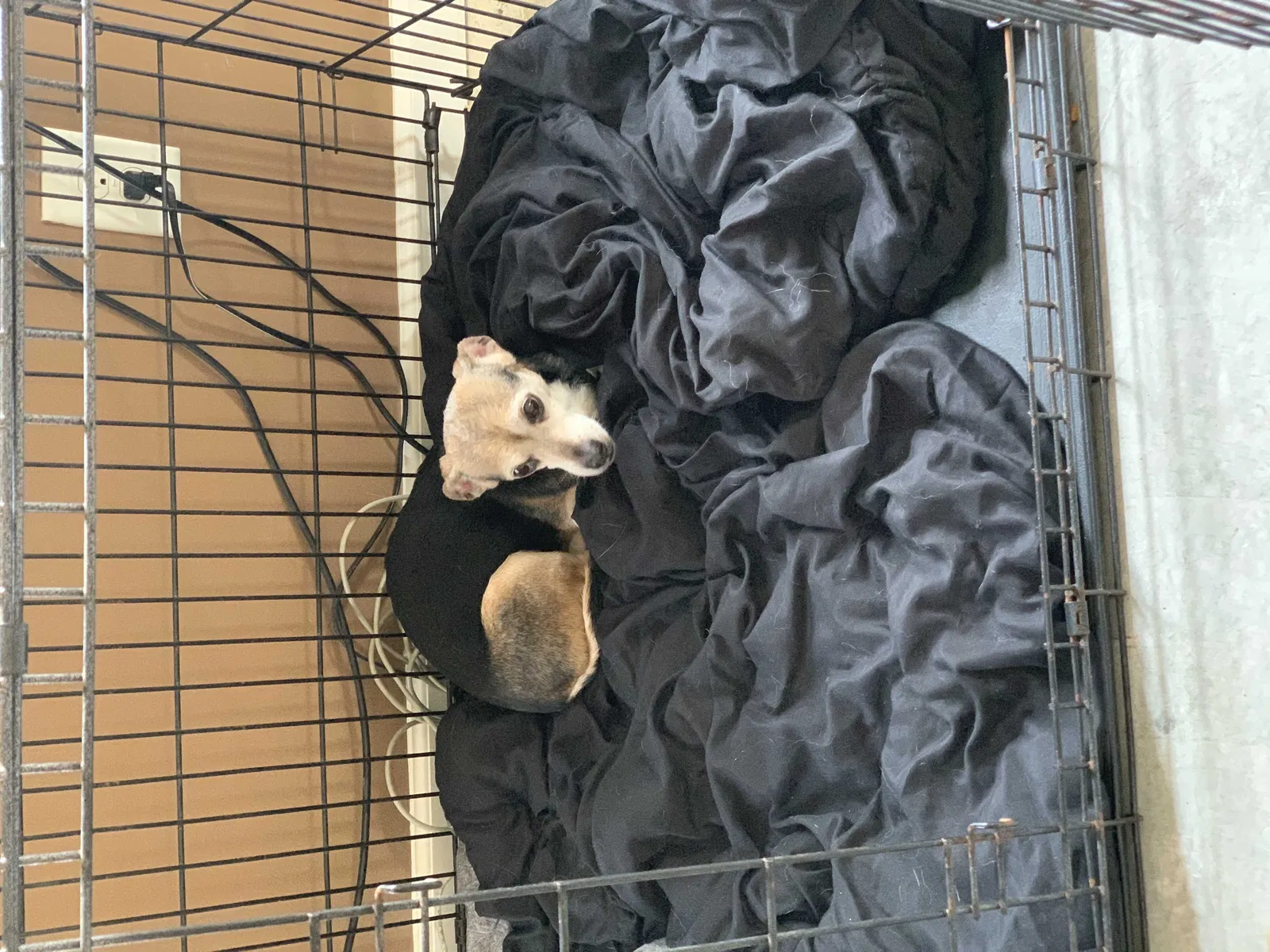 Lost dog in Unknown, NC, 28008