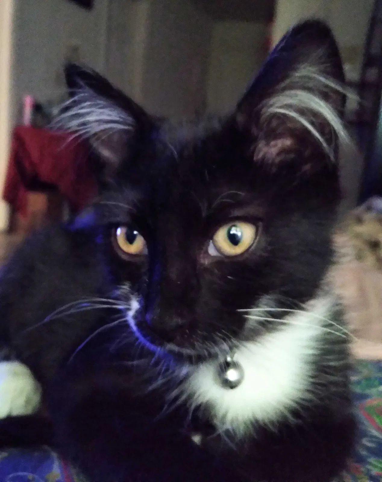 Lost cat in West Palm Beach, FL, 33404