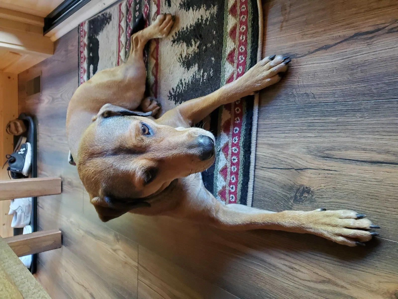 Found dog in Bryson City, NC, 28713