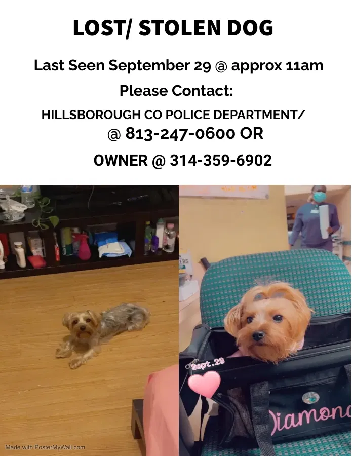 Lost dog in Tampa, FL, 33612