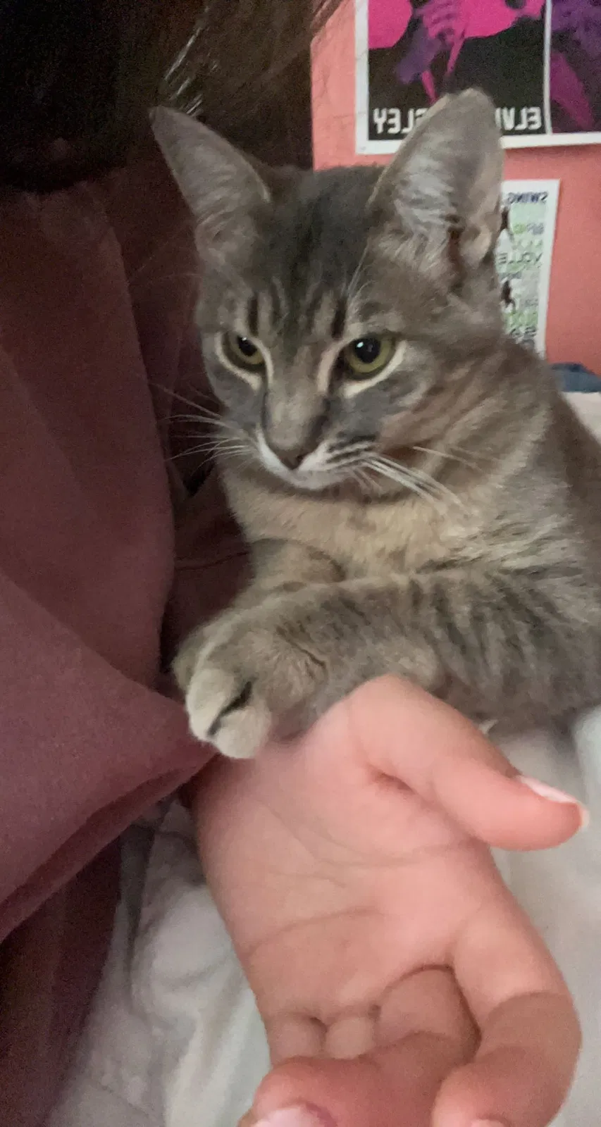 Lost cat in San Antonio, TX, 78253