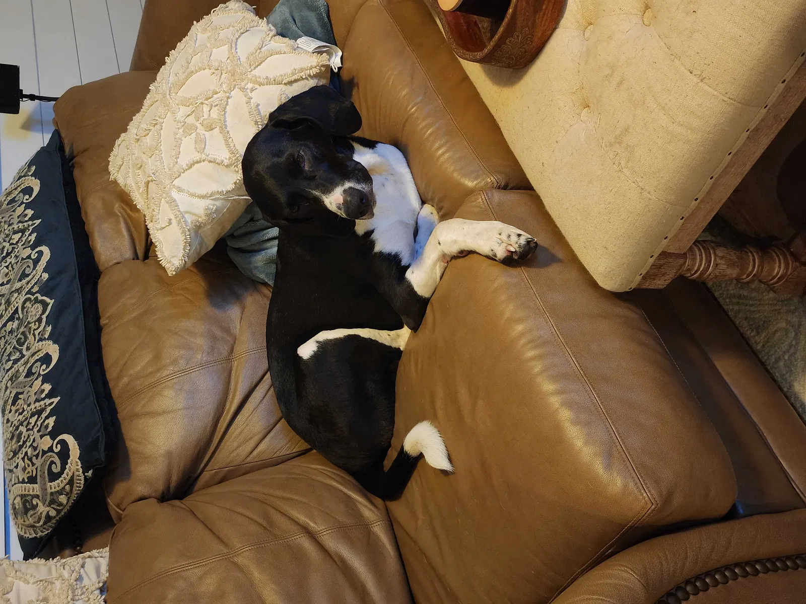 Lost dog in Greensboro, NC, 27407