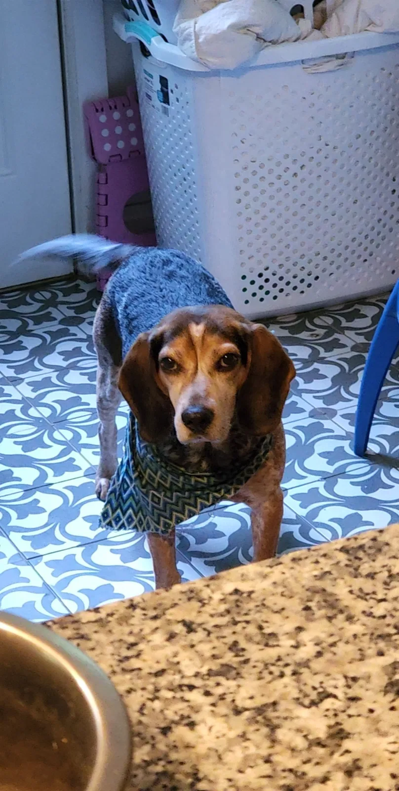 Lost dog in Greensboro, NC, 27407
