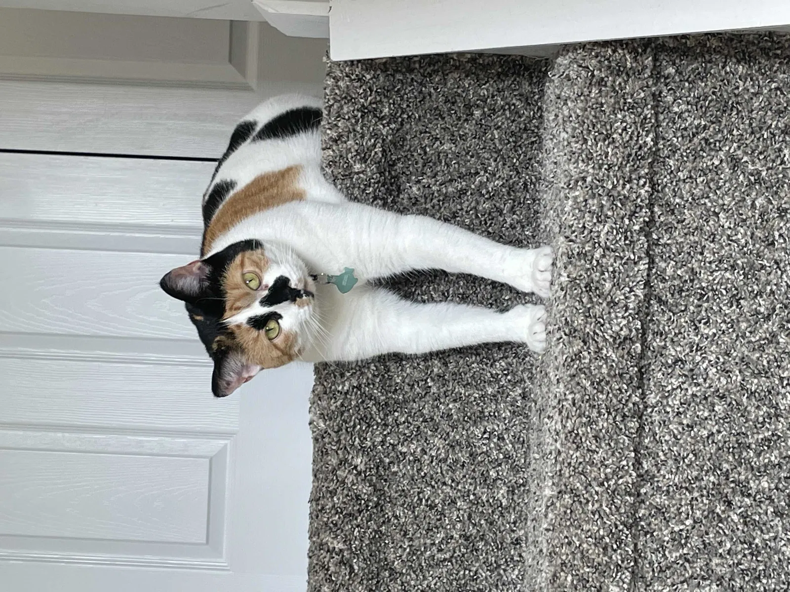 Lost cat in Unknown, TN, 32027
